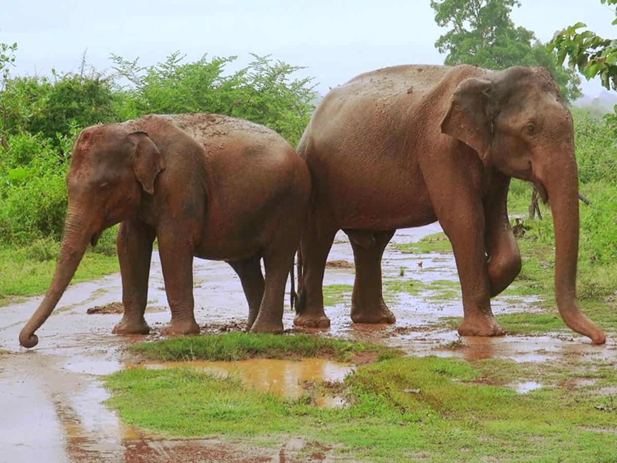 Travellers Halt Hotel Ratnapura Exterior photo